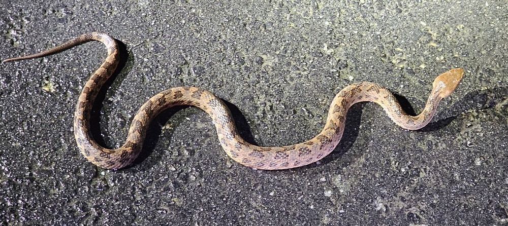 Zayuan Mountain Pitviper