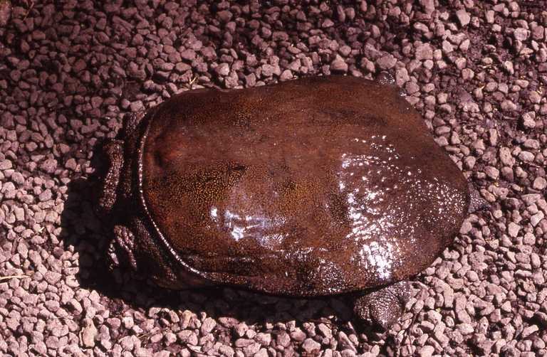 Wattle-necked Softshell Turtle