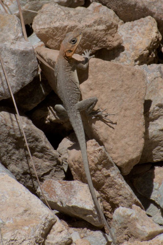 Paralaudakia himalayana