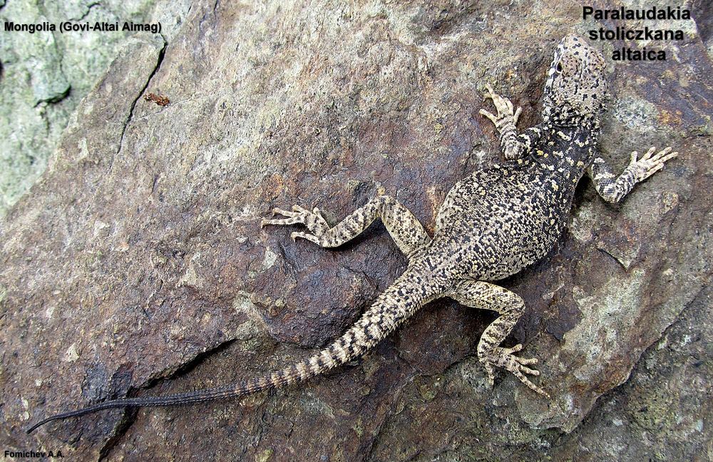 Paralaudakia stoliczkana
