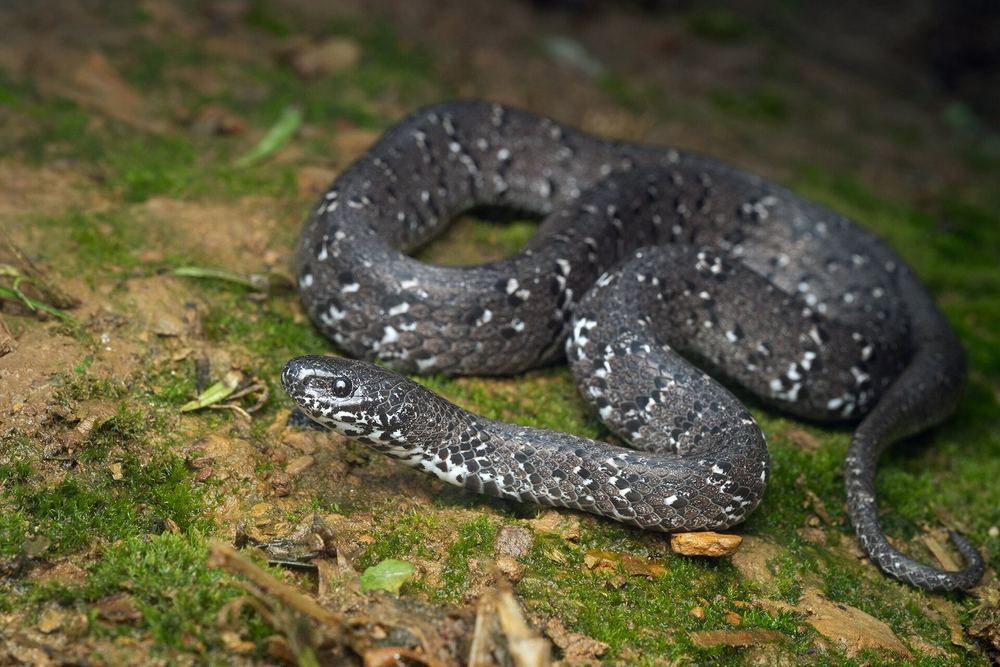 Anderson's Slug Snake