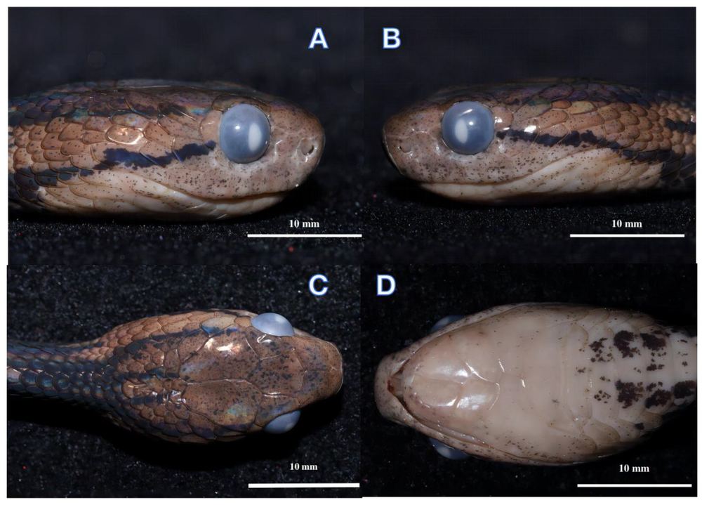 Pareas baiseensis