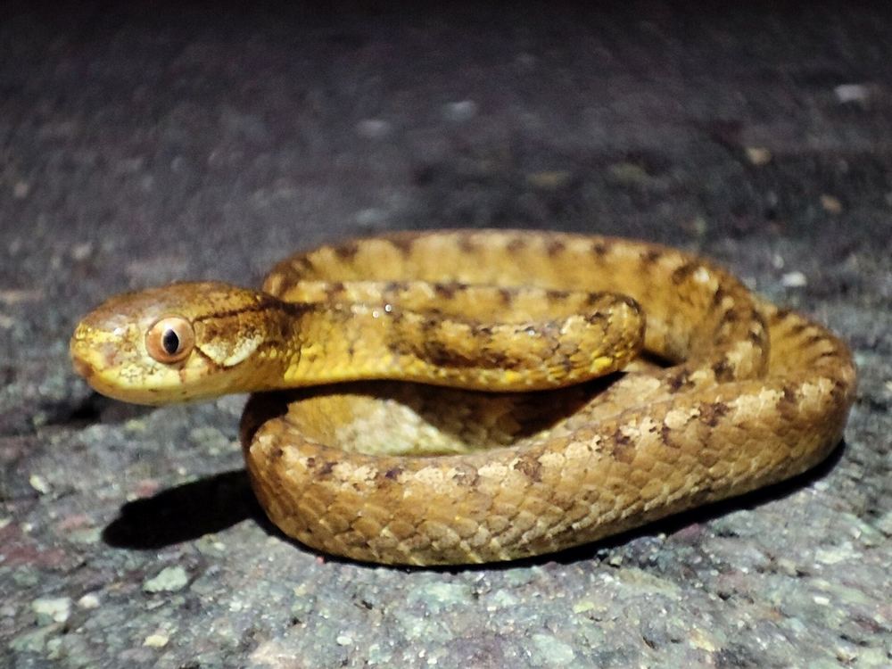 Keeled Slug Snake