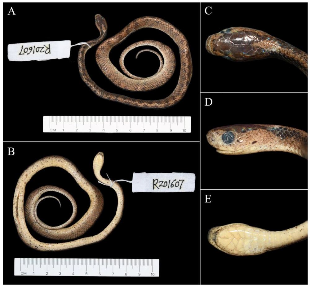 Pareas dulongjiangensis
