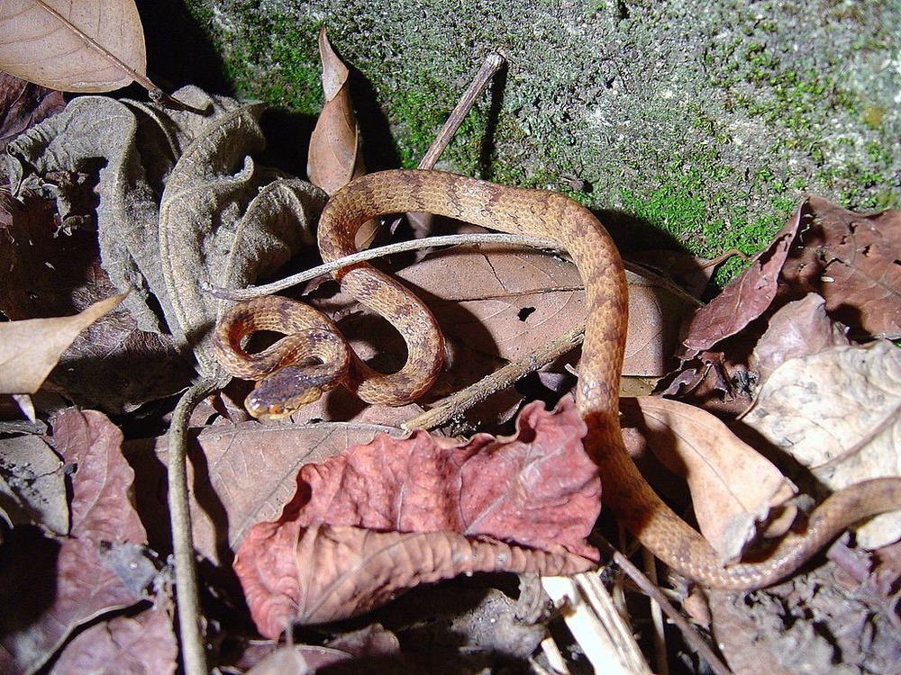 Formosa Slug Snake