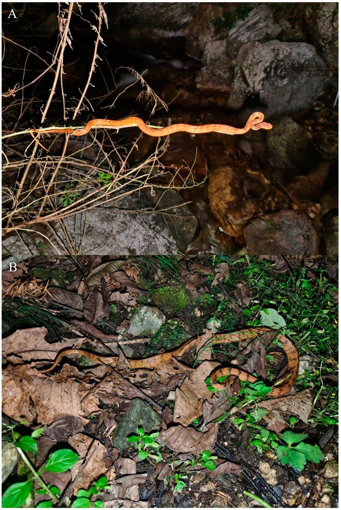 Pareas guanyinshanensis