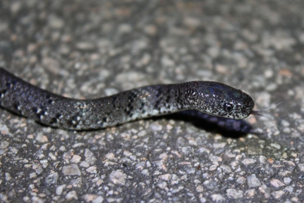 White-spotted Slug Snake