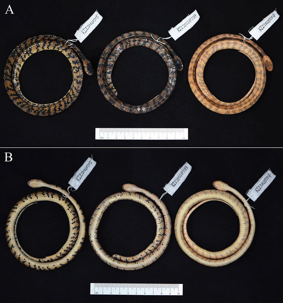 Pareas tigerinus