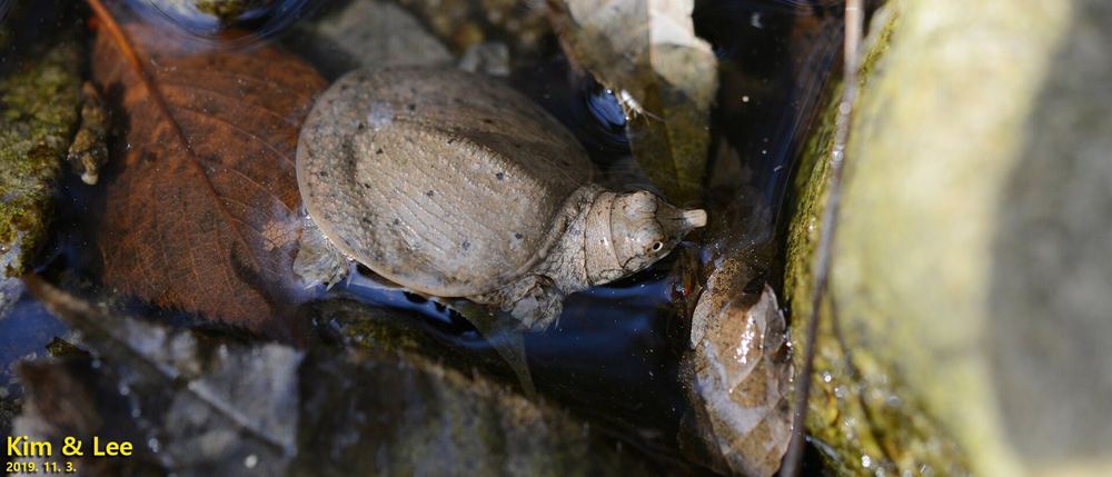 Amur Softshell Turtle