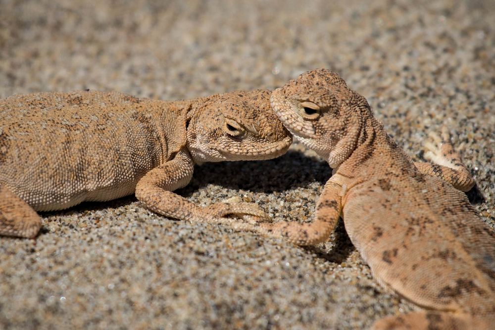 Phrynocephalus guttatus