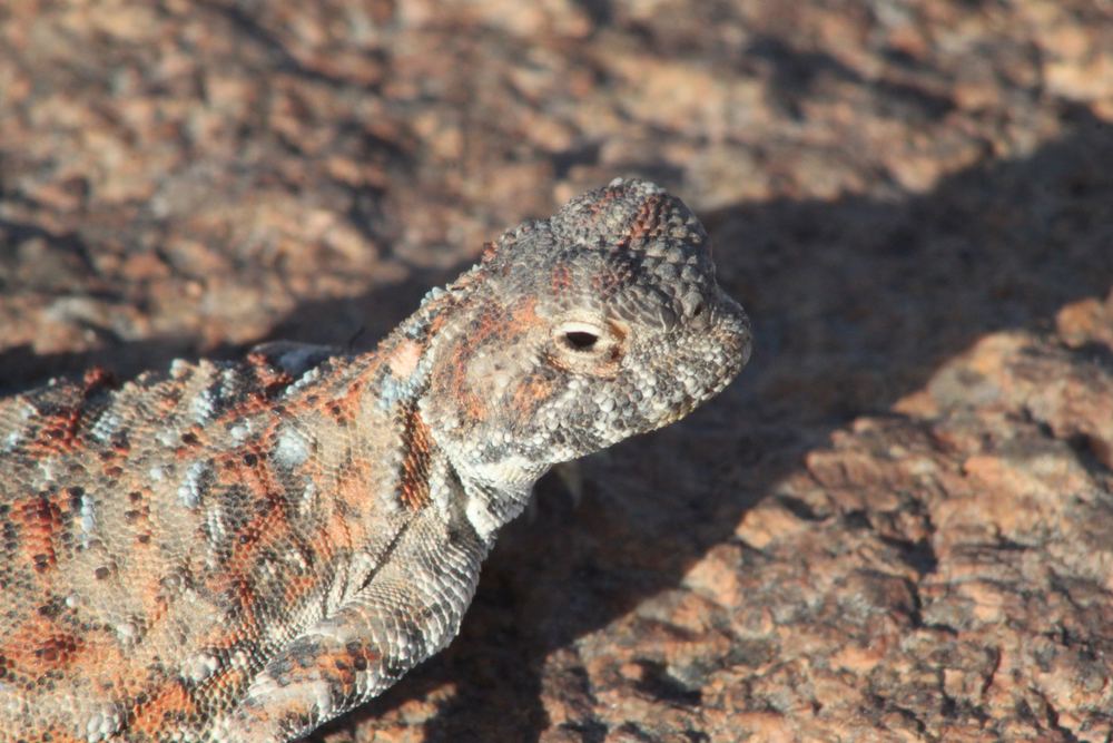 Phrynocephalus helioscopus