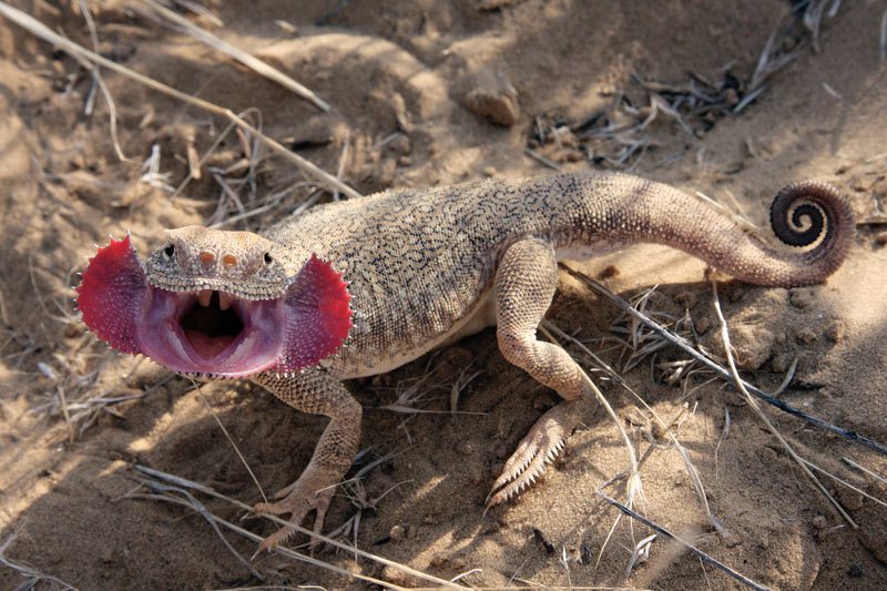 Phrynocephalus mystaceus
