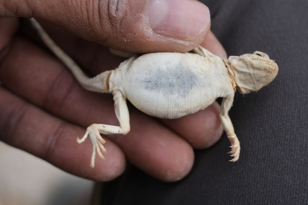 Theobald's Toad-headed Agama