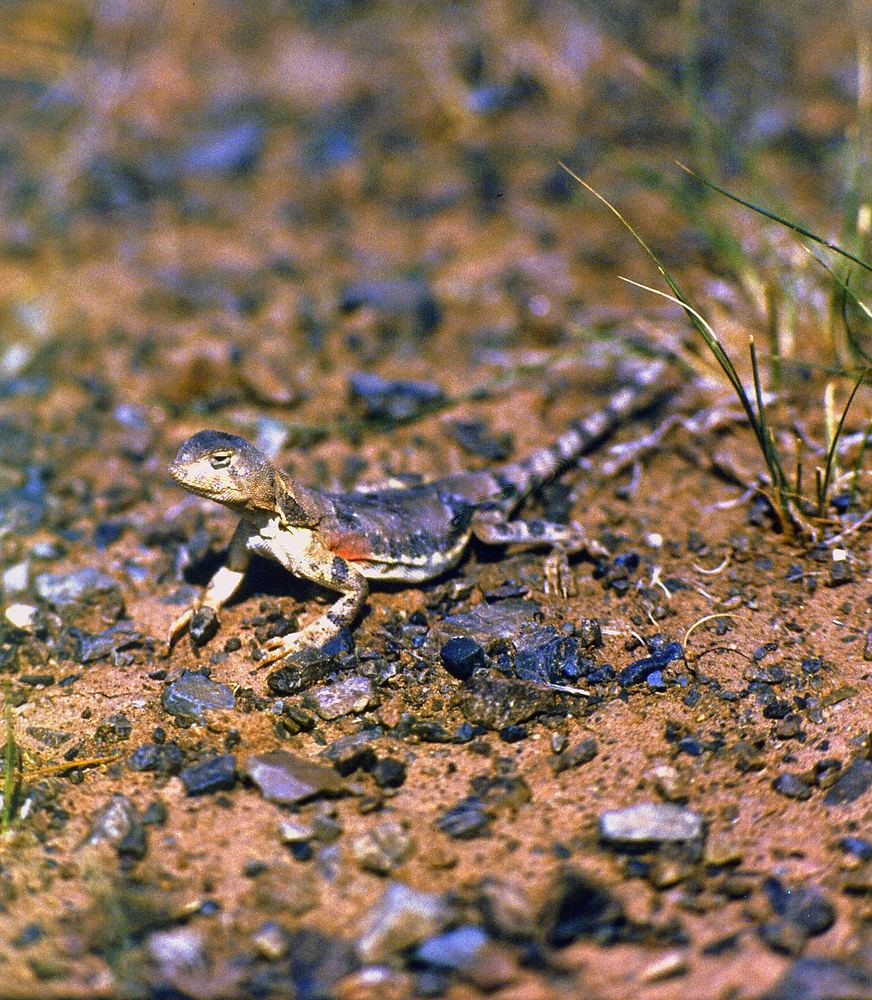 Phrynocephalus versicolor