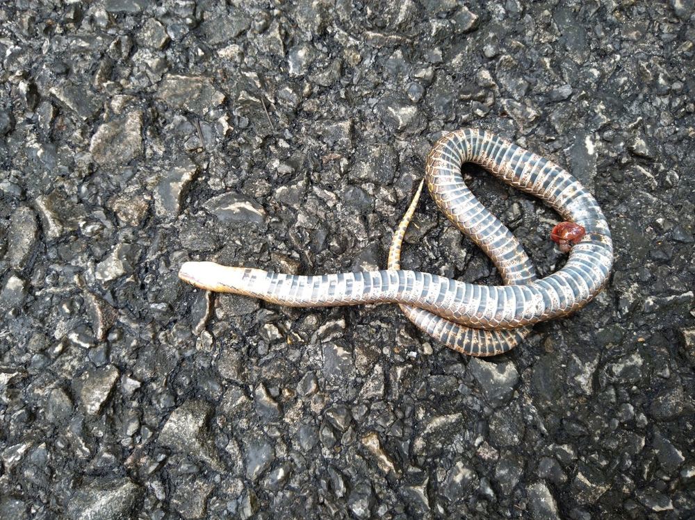 Assam Mountain Snake