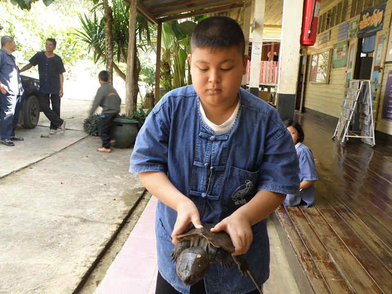 Big-headed Turtle