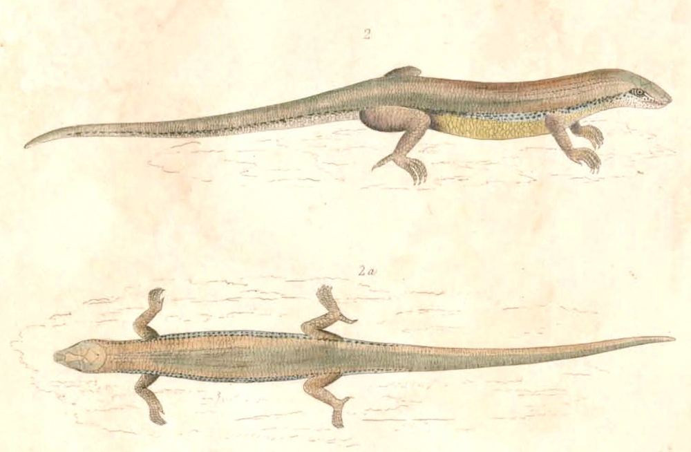 Plestiodon chinensis