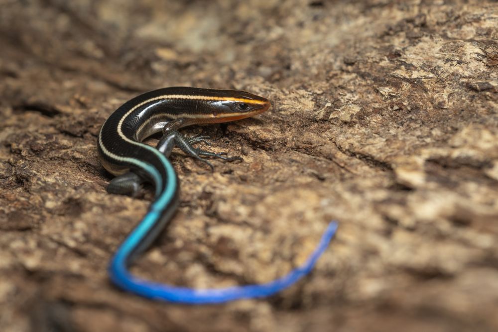 Plestiodon quadrilineatus