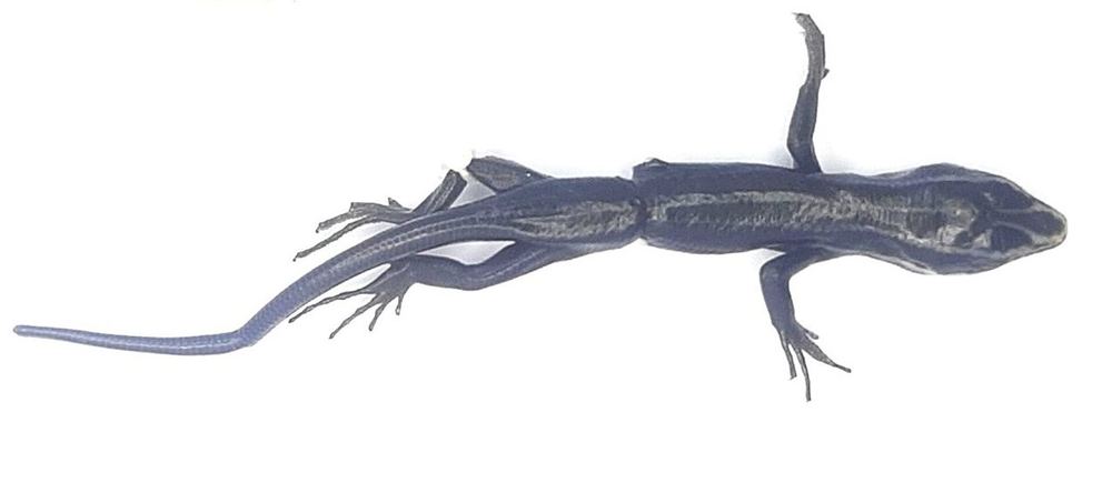 Plestiodon tamdaoensis