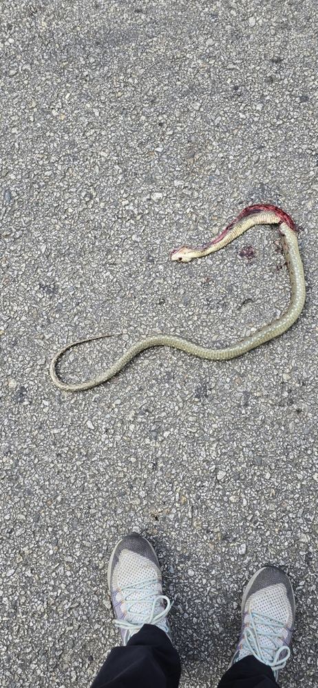 Protobothrops himalayanus