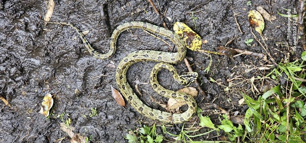 Jerdon's Pit Viper