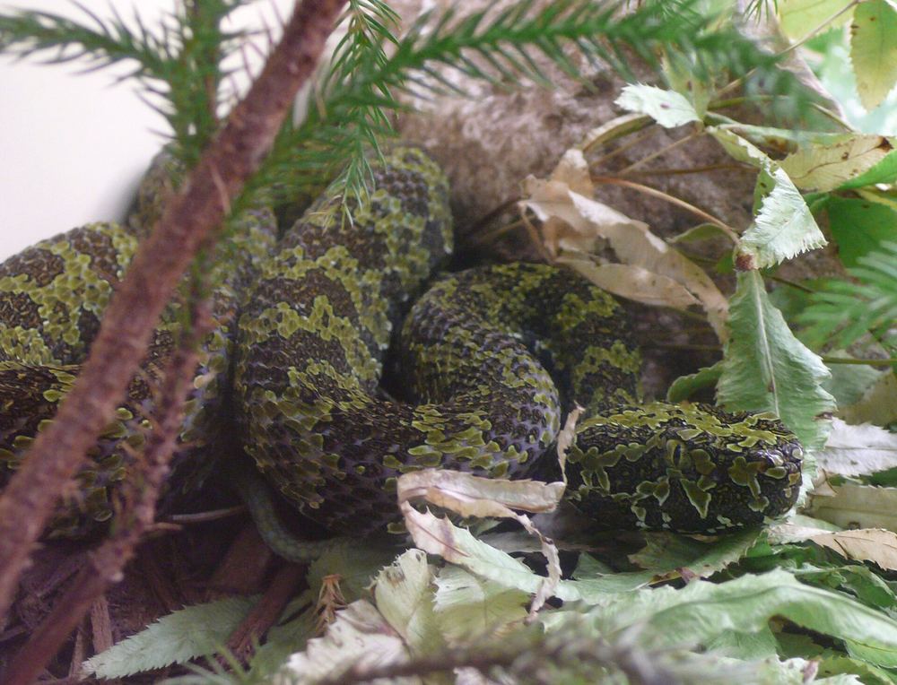 Protobothrops mangshanensis