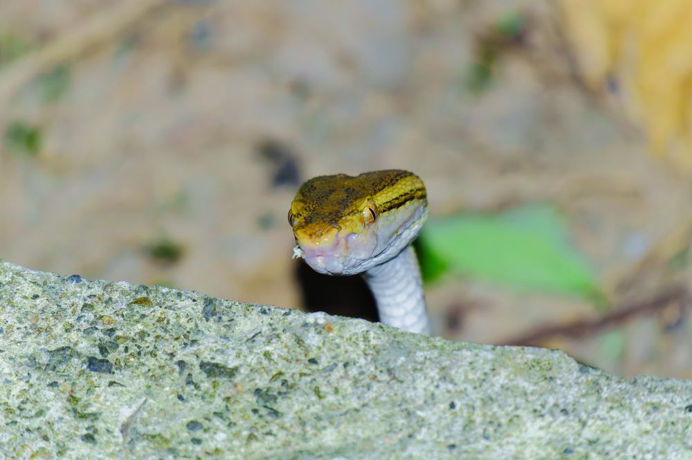 Brown-spotted Pit Viper