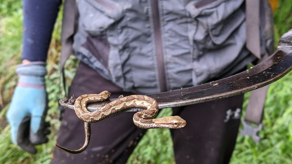 Pseudagkistrodon rudis