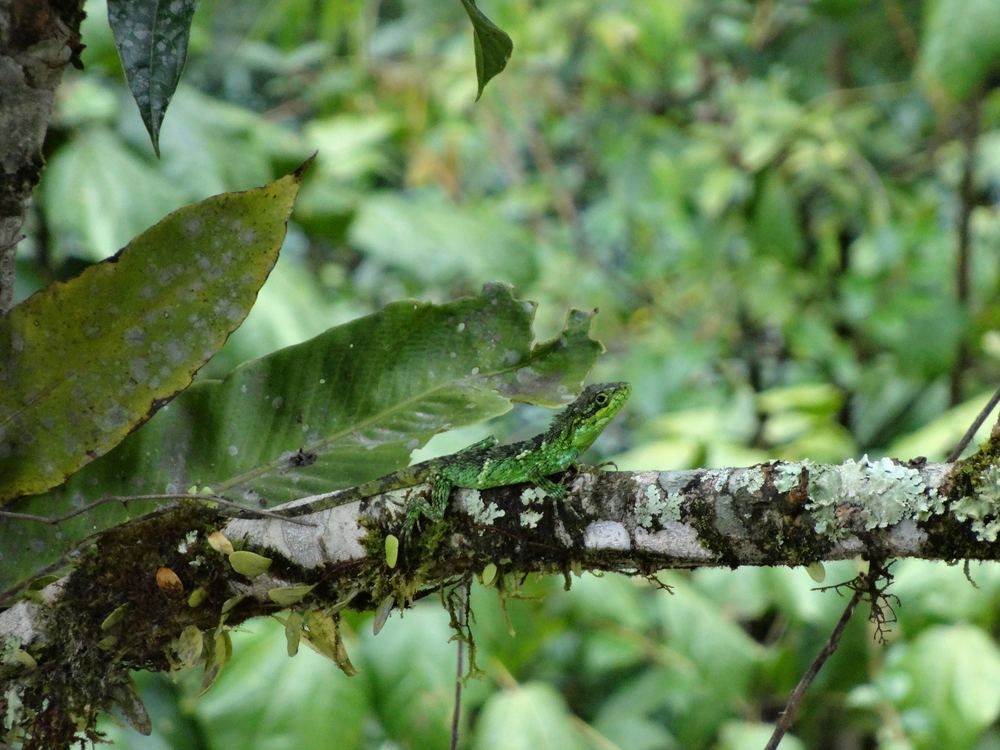 Pseudocalotes bapoensis