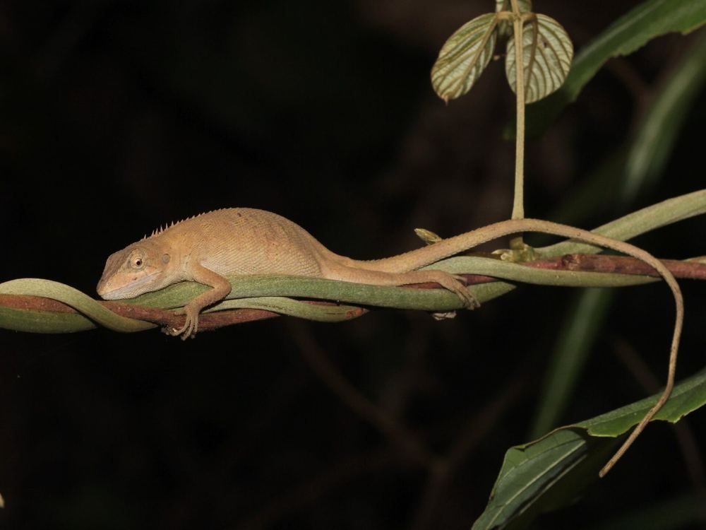 Burmese False Bloodsucker