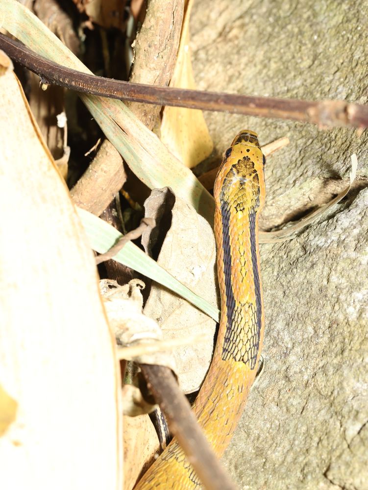 Bamboo Snake