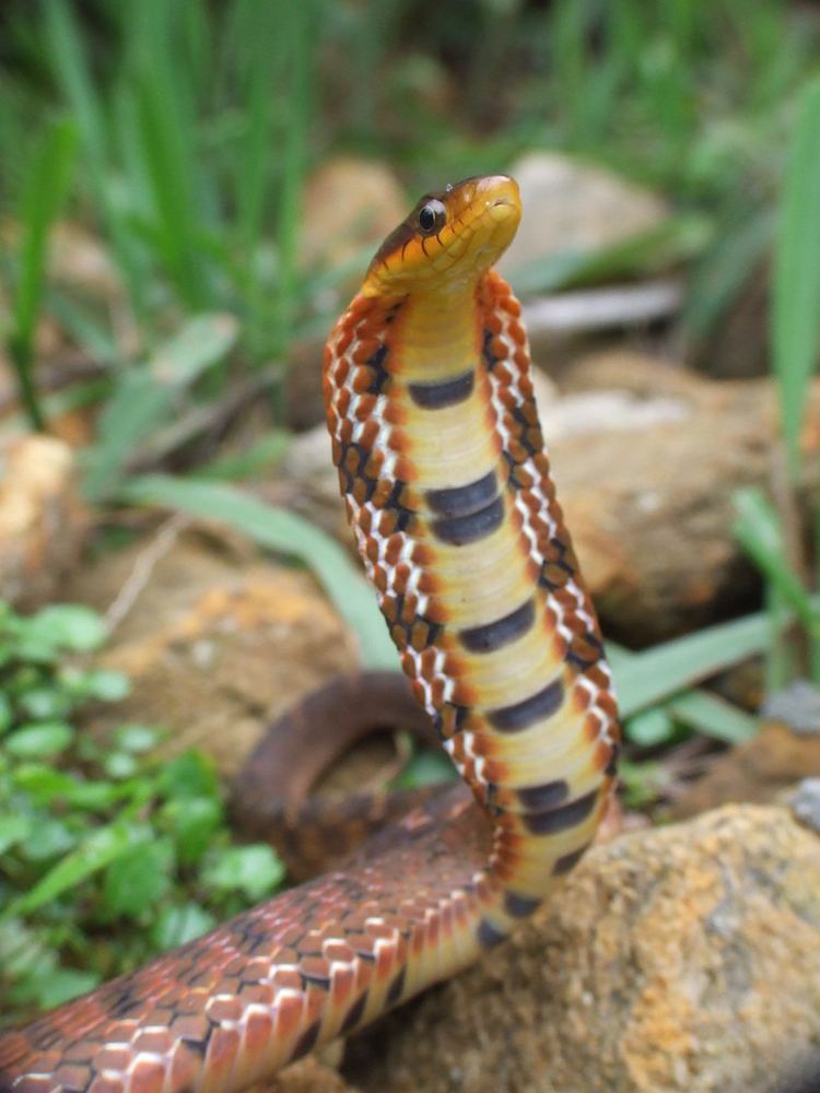 Large-eyed Bamboo Snake