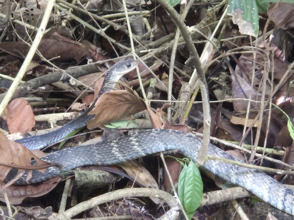 Carinate Rat Snake