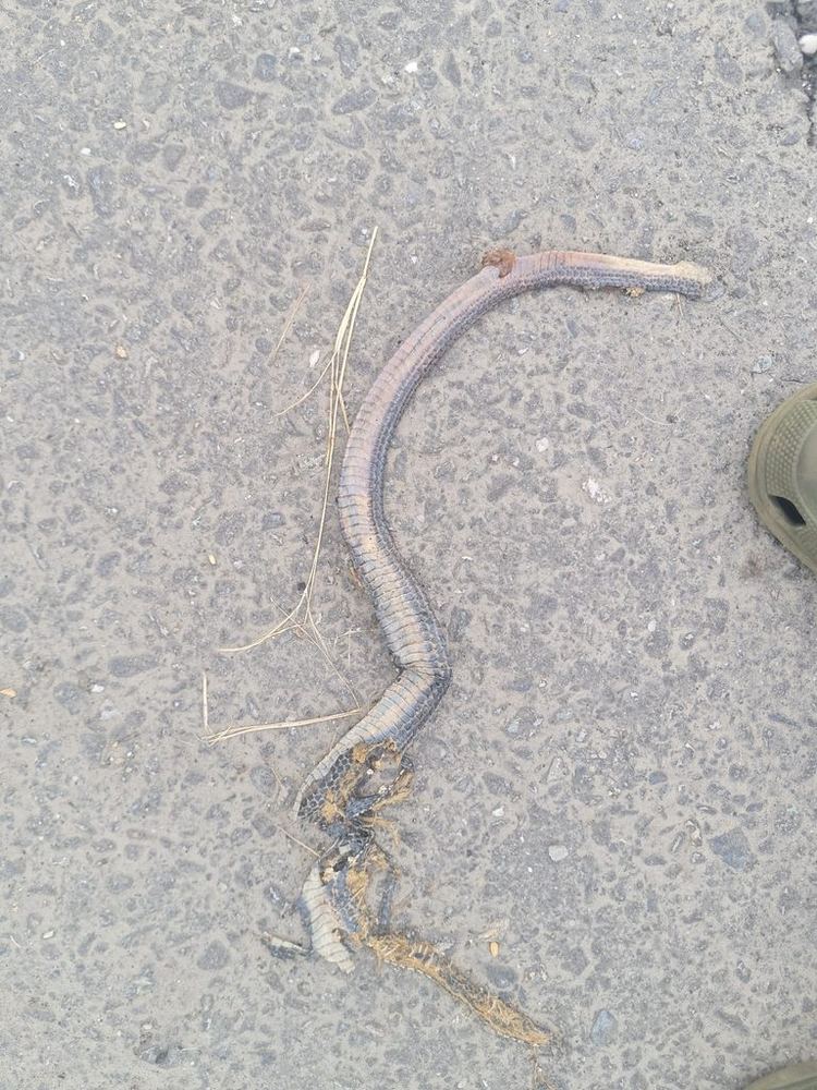 Indochinese Rat Snake