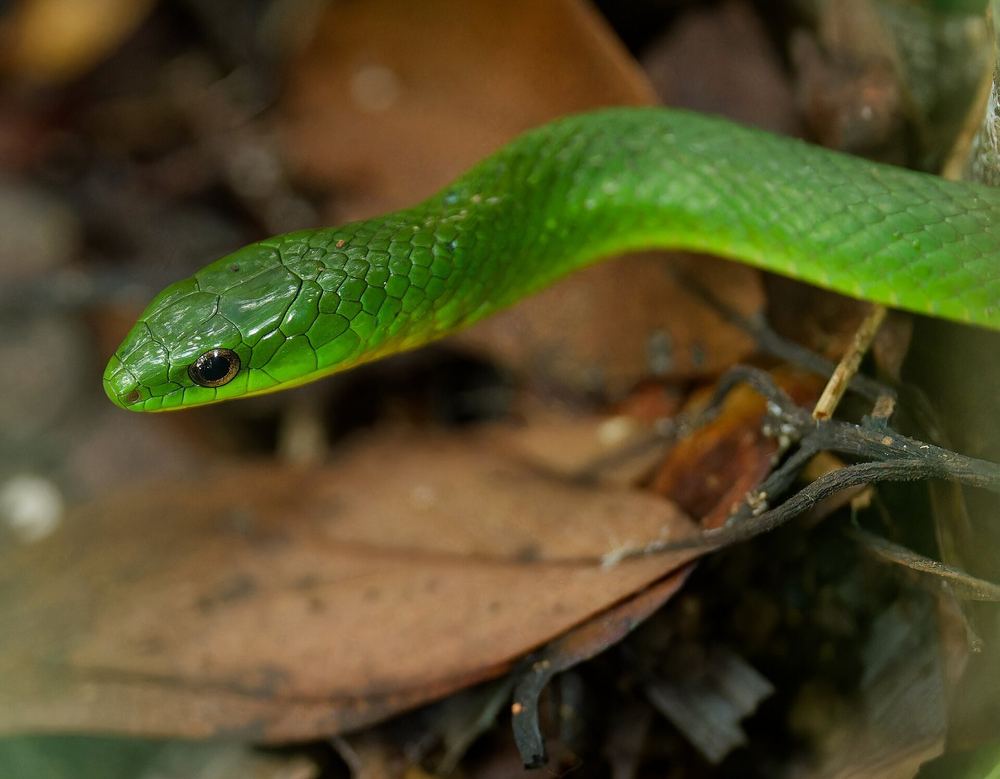 Chinese Green Snake