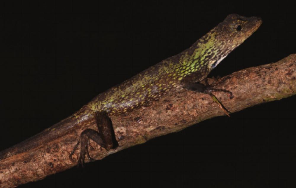 Ptyctolaemus siangensis