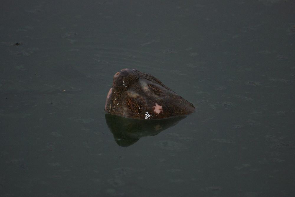 Yangtze Giant Softshell Turtle