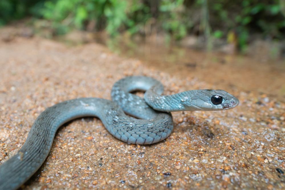 Heller’s Red-necked Keelback