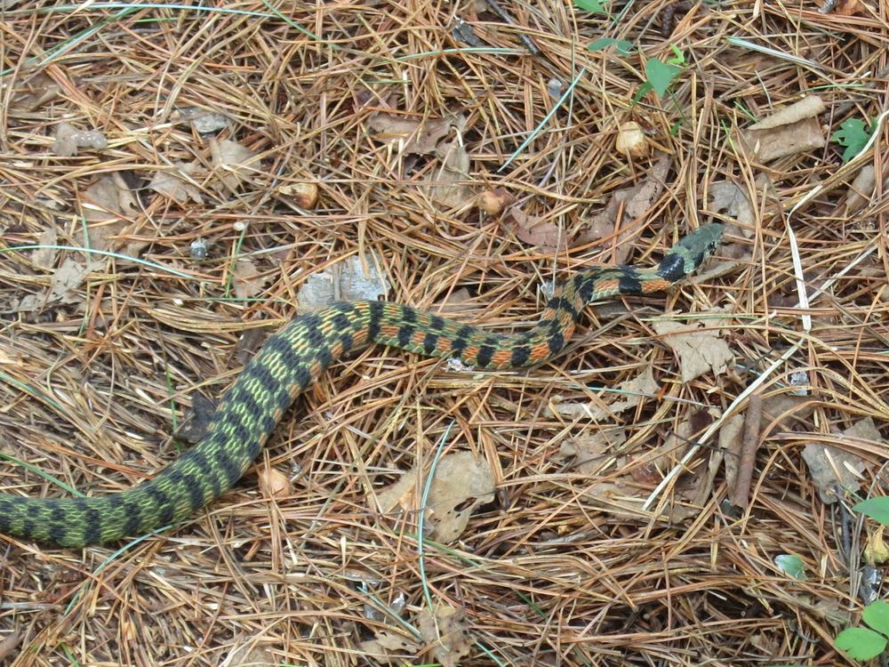 Rhabdophis lateralis