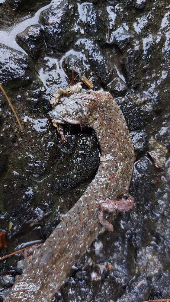 Rhabdophis leonardi