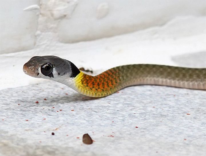 Rhabdophis siamensis