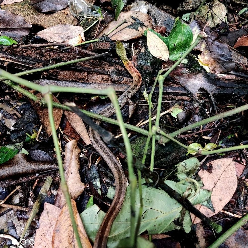 Red-necked Keelback
