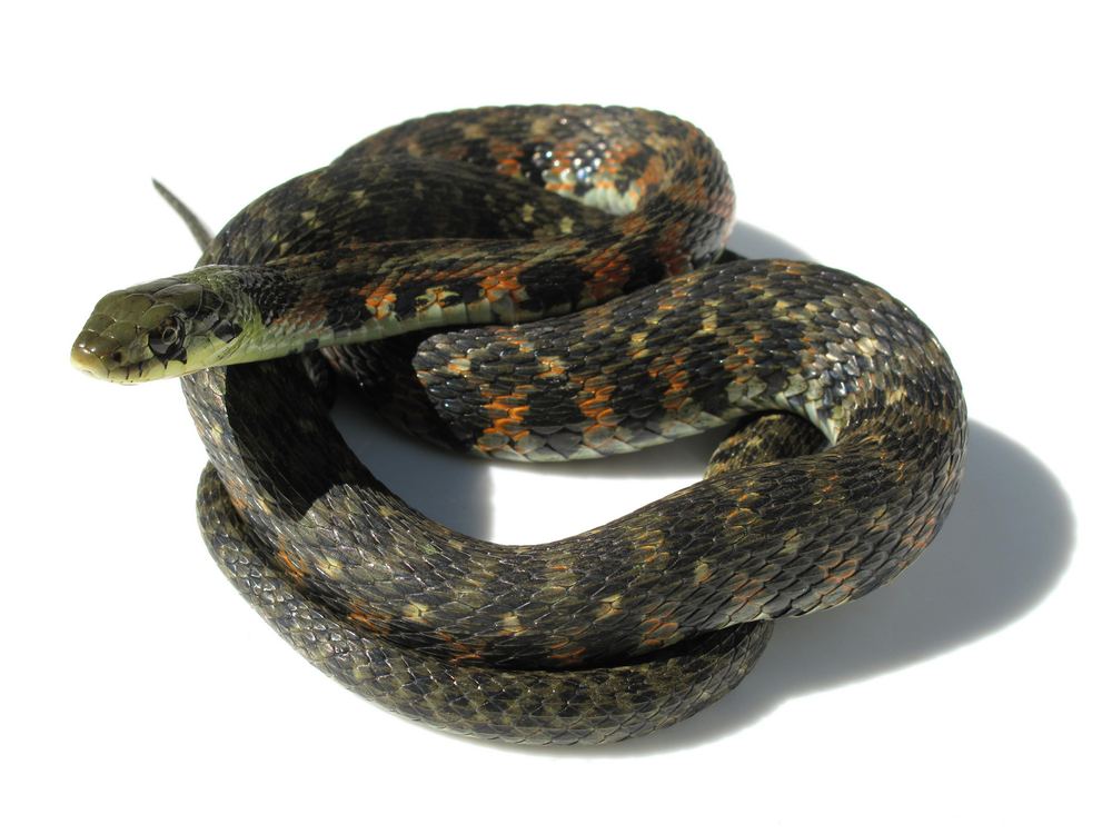 Rhabdophis tigrinus