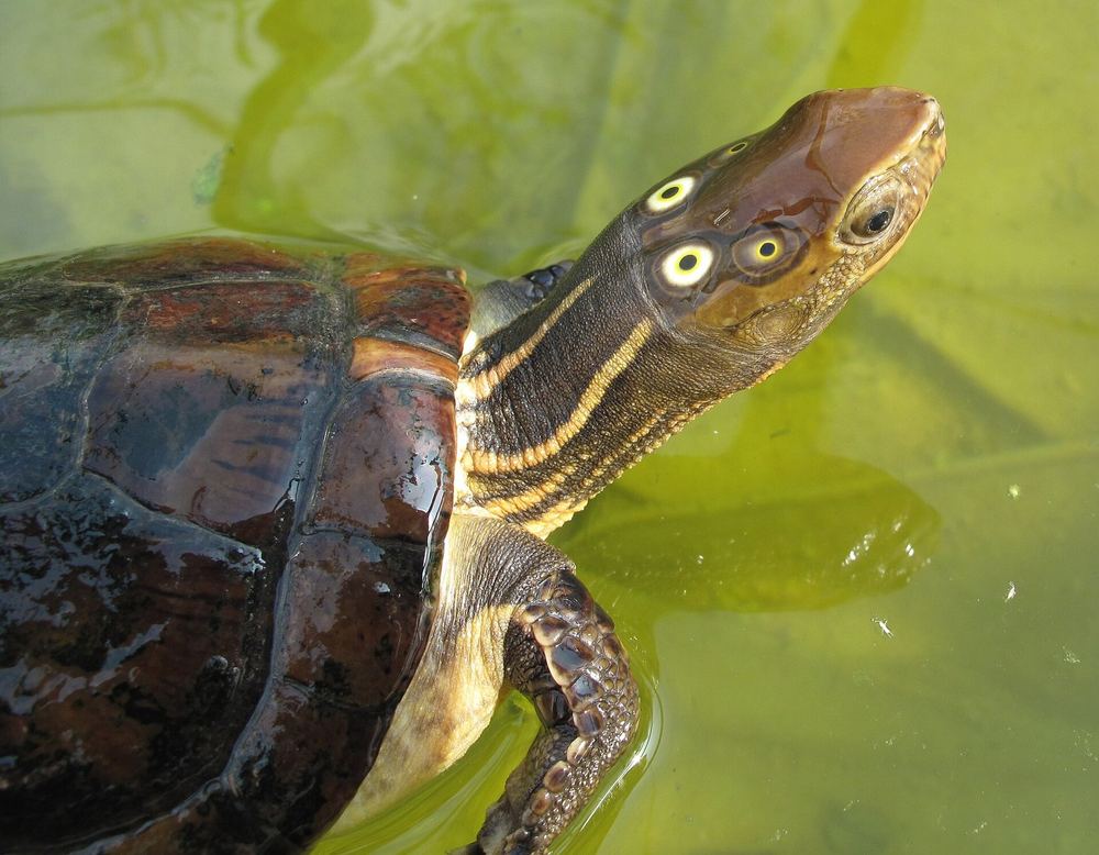 Four-eyed Turtle