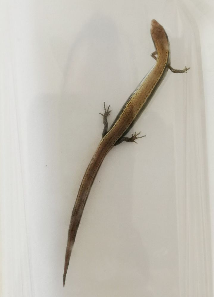 Scincella barbouri