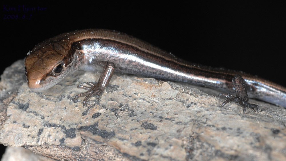 Scincella huanrenensis