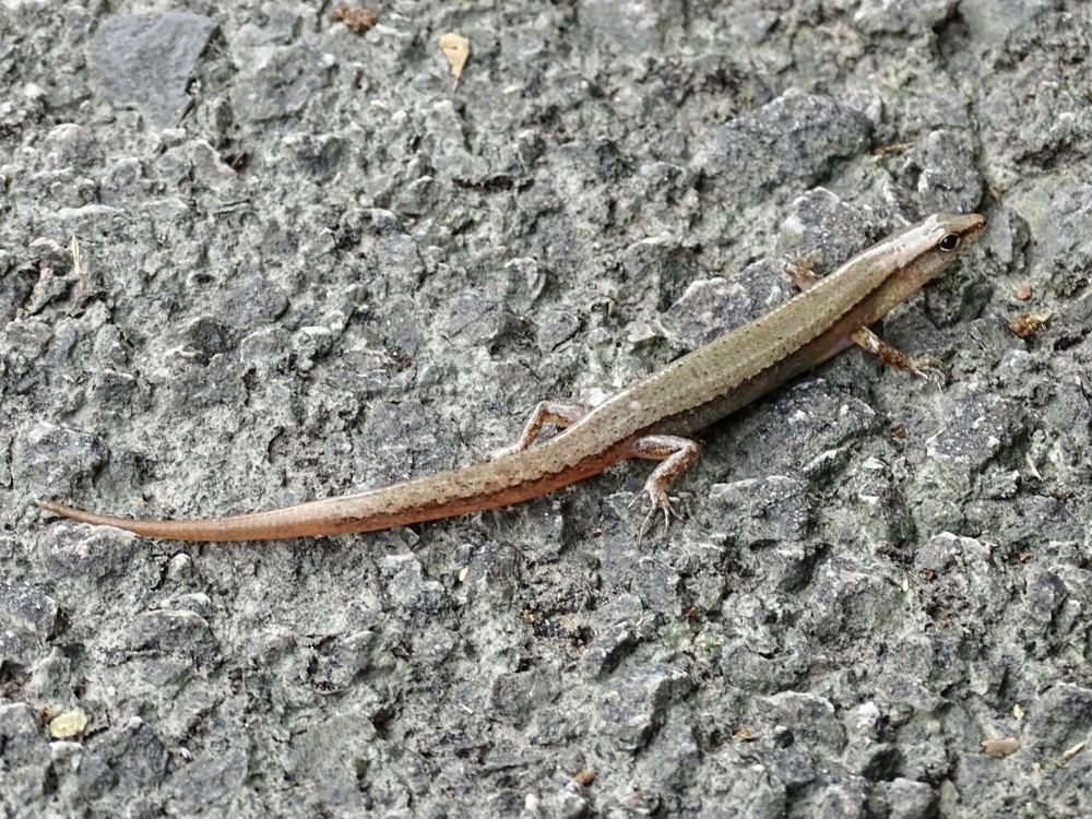 Scincella modesta