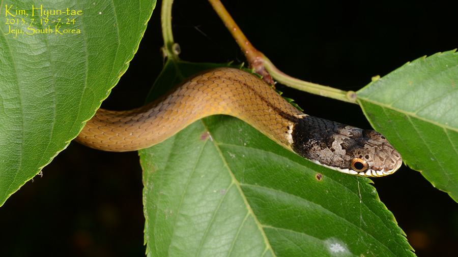 Chinese Many-toothed Snake