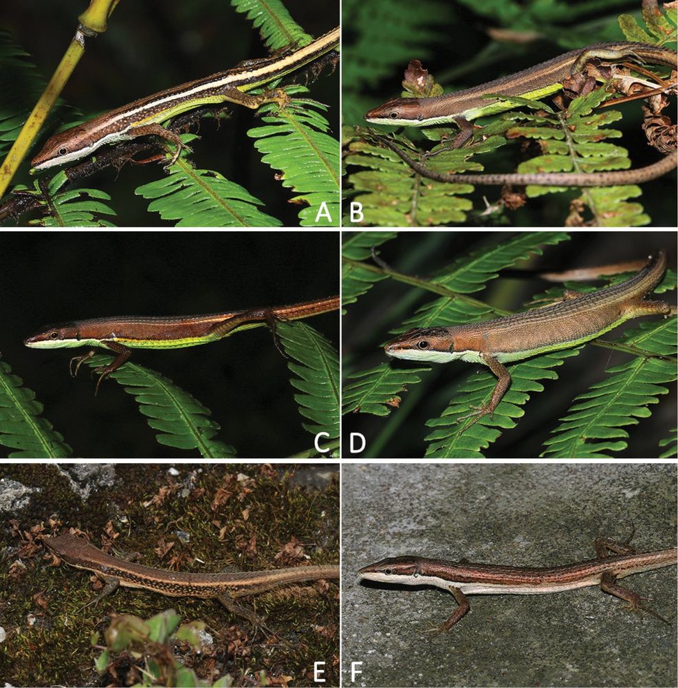 Takydromus intermedius
