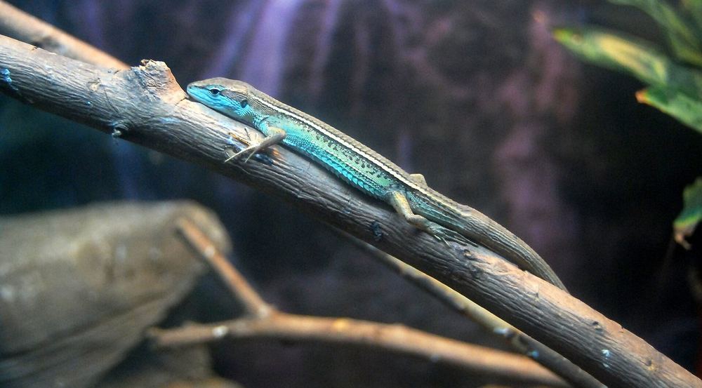 Takydromus septentrionalis